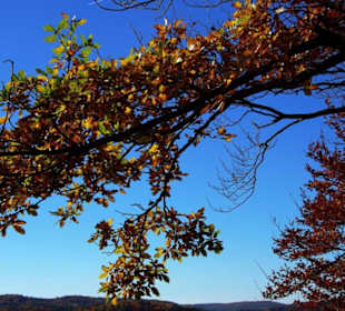 Farbenpracht in Blau