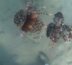 Schnorcheln am Hotelstrand