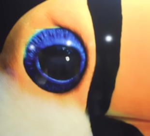 Das Auge des Tukan...