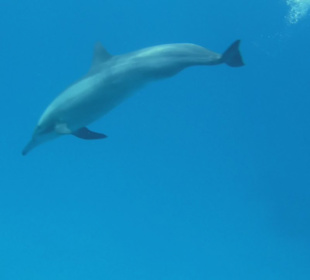 Delphine im Riff