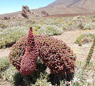 Diese Blumen wachsen nur dort oben!
