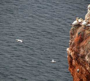 Brutfelsen für Seevügel