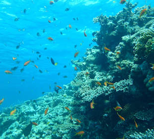 Schnorcheln am Riff