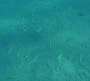 Подводный мир возле отеля