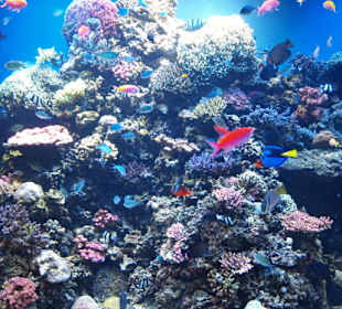 Monterey Bay Aquarium