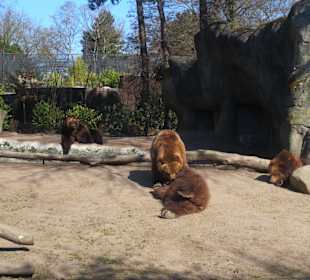 Bären die sich Sonnen