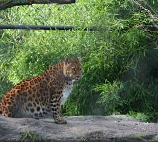 Tierpark Hagenbeck