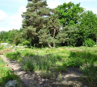 Spaziergang durch den Botanischen Garten Bremen
