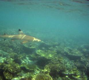 Am Hausriff Athuruga