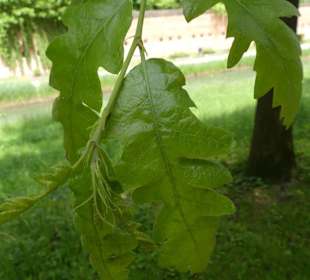 Zerreiche