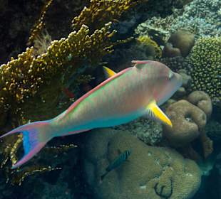 Indische Langnase (Papageifisch)