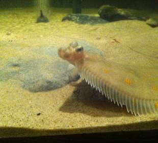 Einer der vielen Fische