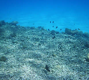 Schnorcheln Hurghada