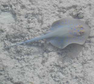 Blaupunktrochen vom Steg aus