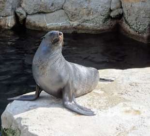 Bei den Robben im Zoo am Meer