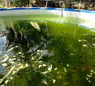 Rundgang durch die Idylle von Mimi´s Eco Farm