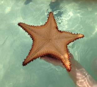 So sieht ein Seestern von unten aus