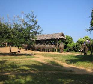 Hier kann man dann auf die Dickhäuter klettern.