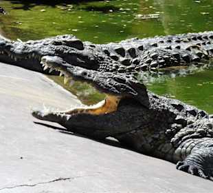 Krokodile im "Croc Parc"