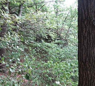 Tour entlang der Traifelbergfelsen
