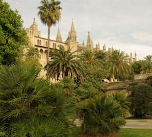 Blick durch die Palme