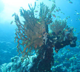 Hausriff Flamenco Beach