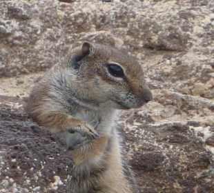 Streifenhörnchen am Strand sooo..süß