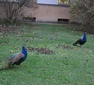 Mala Strana Vojanovy Sady