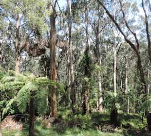 Durch die Natur Australiens