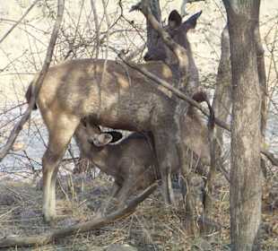 Säugende Mutter mit Kind - Axishirsch