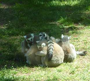 Lemuren beim Mittagsschläfchen