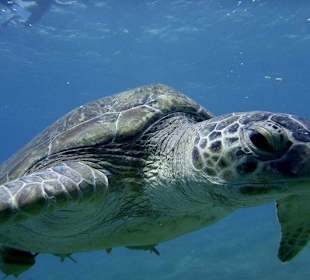 Abou Dabab (Marsa Alam)