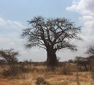 Tsavo West Nationalpark