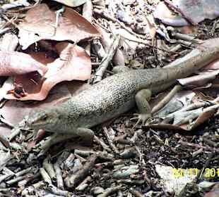 Telfair-Skink auf der Ile Aux Aigrettes