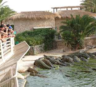 Krokodilfarm in Midoun