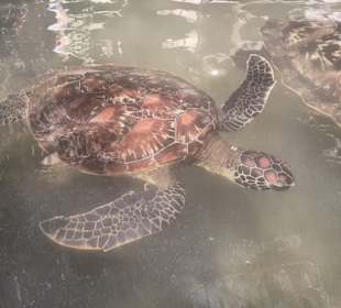 Tourguides Nabil & Klaus Mohamed