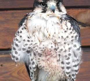 Burren Birds of Prey Center