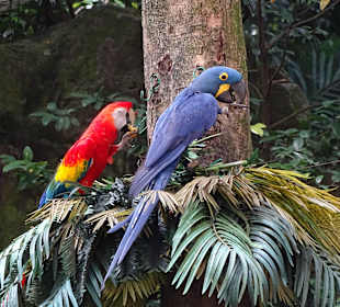 Jurong Bird Park Singapur