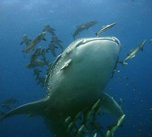 Der Traum eines jeden Tauchers