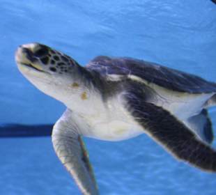Monterey Bay Aquarium 