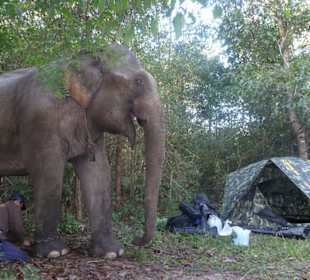Immer ganz nah bei den Elefanten