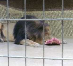 Fütterung der Löwen