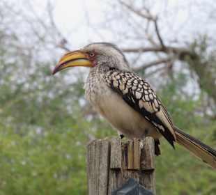 Vogel 
