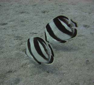 Tauchschule Merlin Sosua