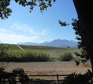 Weingebiet Stellenbosch