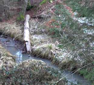 Wanderung rund um den Ochsenweiher