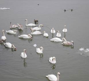 Schwäne und Enten im Eis