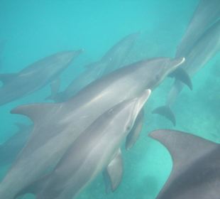 Große Delfingruppe