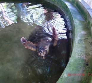 Eins von vielen Becken