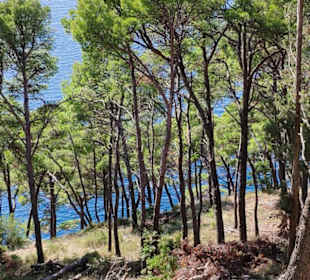 Ein schönes Wäldchen